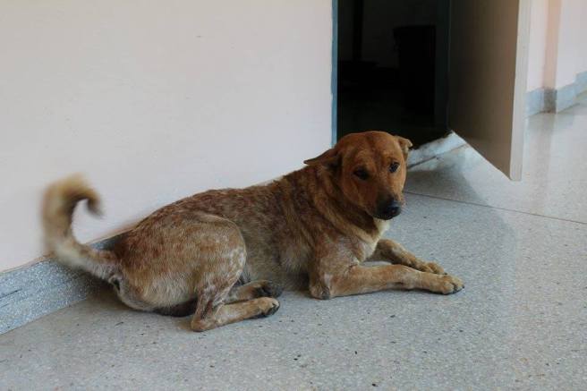 11650820_1602475453368157_1253236891_n