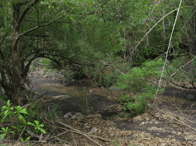 Some foliage encountered on the Khao Pradu Nature Trail